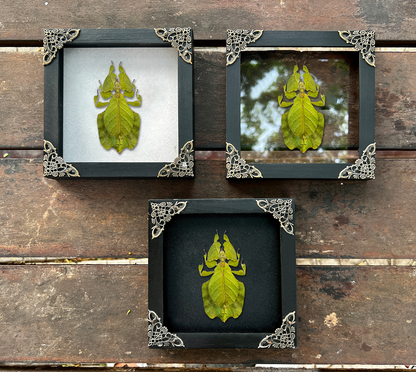 Framed Walking Leaf Green Bug Taxidermy, Real Insect Bug Artwork, Gothic Home Decor and Oddities Wall Display  K16-72-KINH