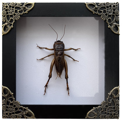 Real Framed Giant Cricket Bug Taxidermy Black Frame Dead Insect Dried Bug K12-89-TR