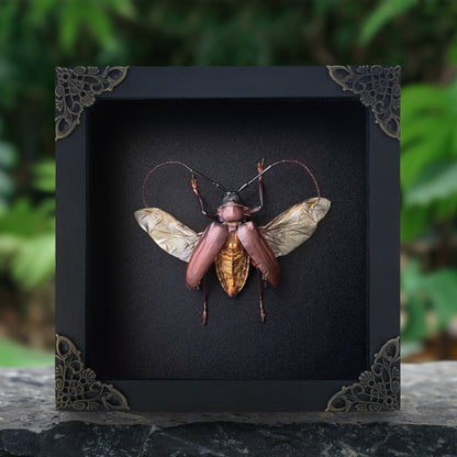 Framed Giant Longhorn Beetle, Real Insect Bug Artwork, Gothic Home Decor and Oddities Wall Display