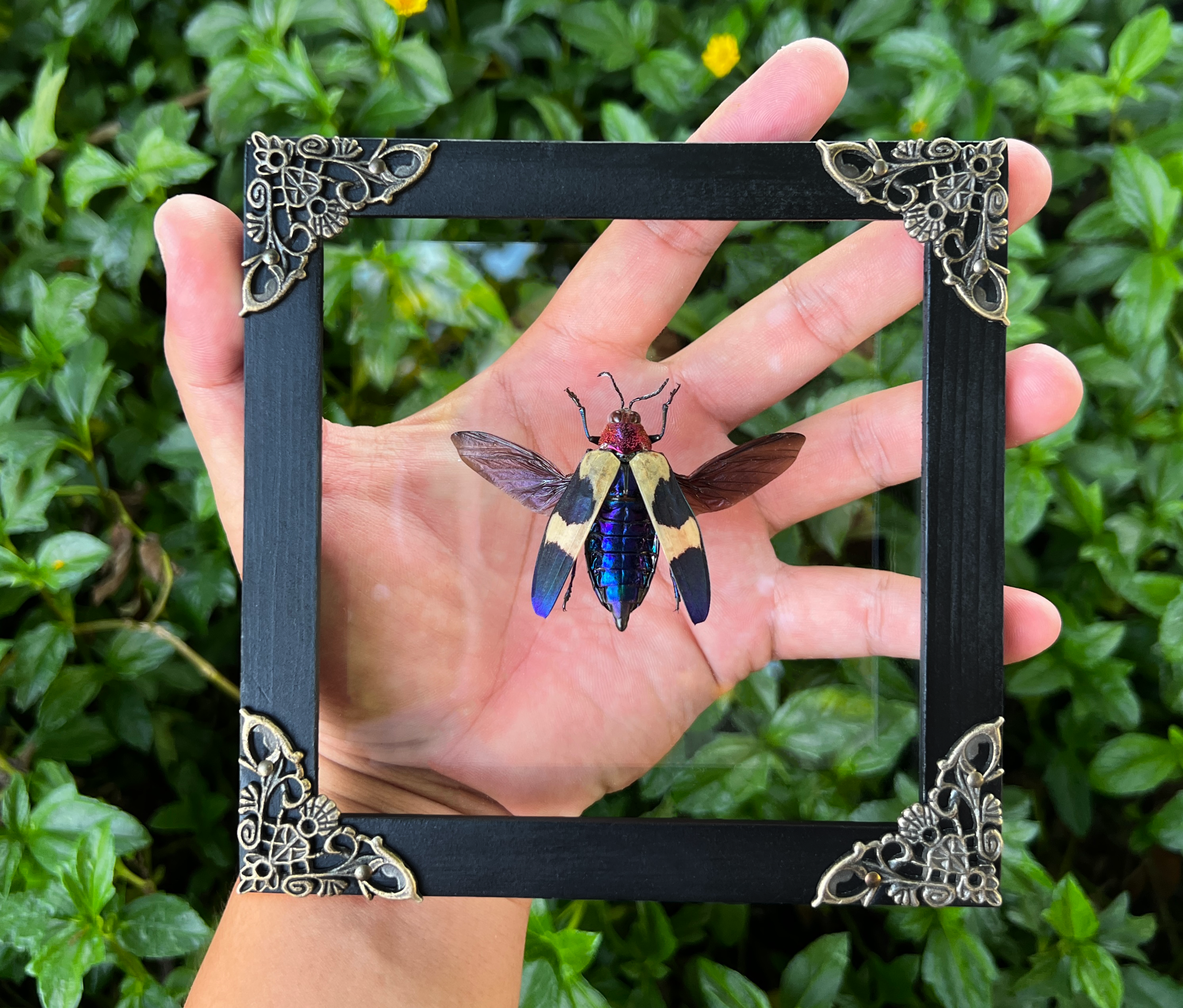 Real Framed Jewel Beetle Black Frame Dead Insect Dried Bug K14-82-TR