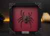 Real Framed Spider Black Frame Beetle Art Decoration Artwork Home Decor K18-56-DE