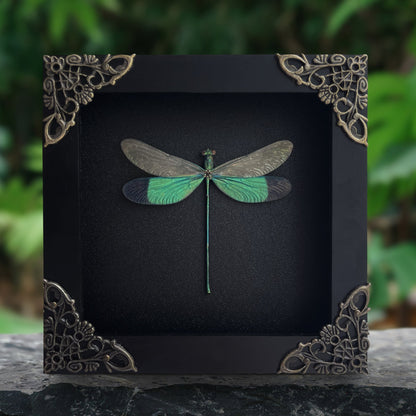 Real Green Damselfly Taxidermy Framed, Insect Bug Taxidermy, Curiosities Oddities Gothic Decor