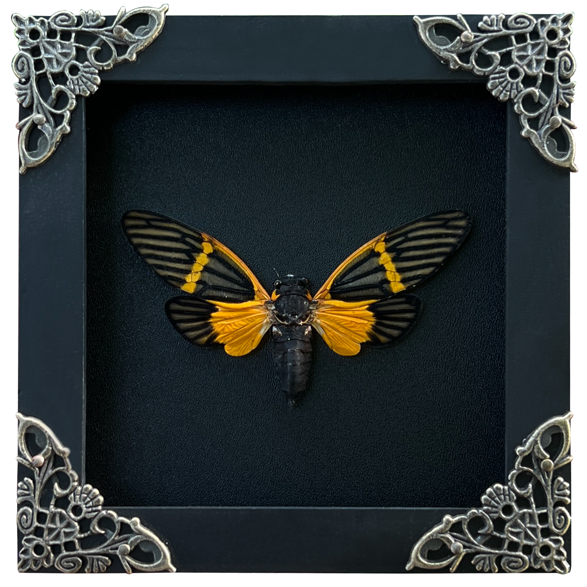 Real Framed Yellow Wings Butterfly Cicada Black Frame Gothic Home Decor K12-80-DE