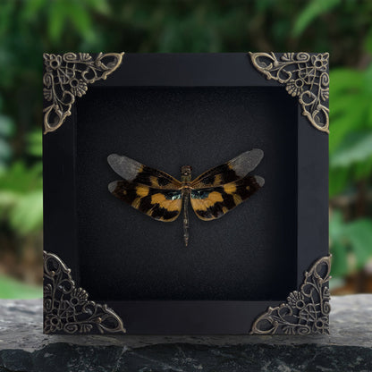 Real Dragonfly Specimen Framed, Insect Bug Artwork, Gothic Home Decor, Dark Academia, Oddities Wall Display - Rhyothemis variegata Female