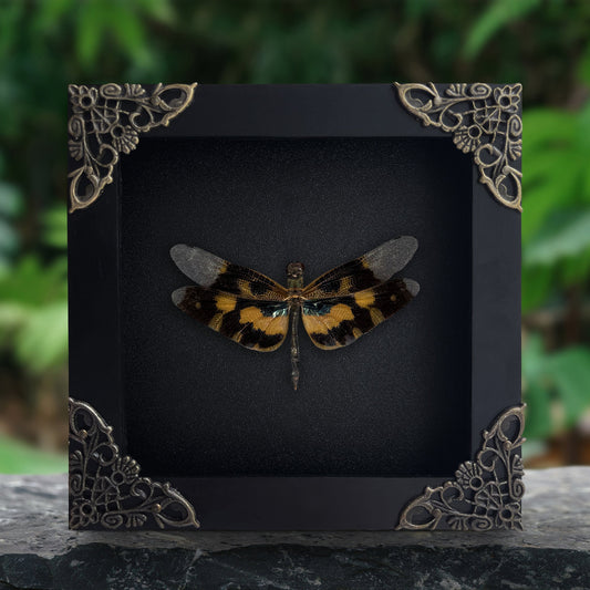 Real Dragonfly Specimen Framed, Insect Bug Artwork, Gothic Home Decor, Dark Academia, Oddities Wall Display - Rhyothemis variegata Female