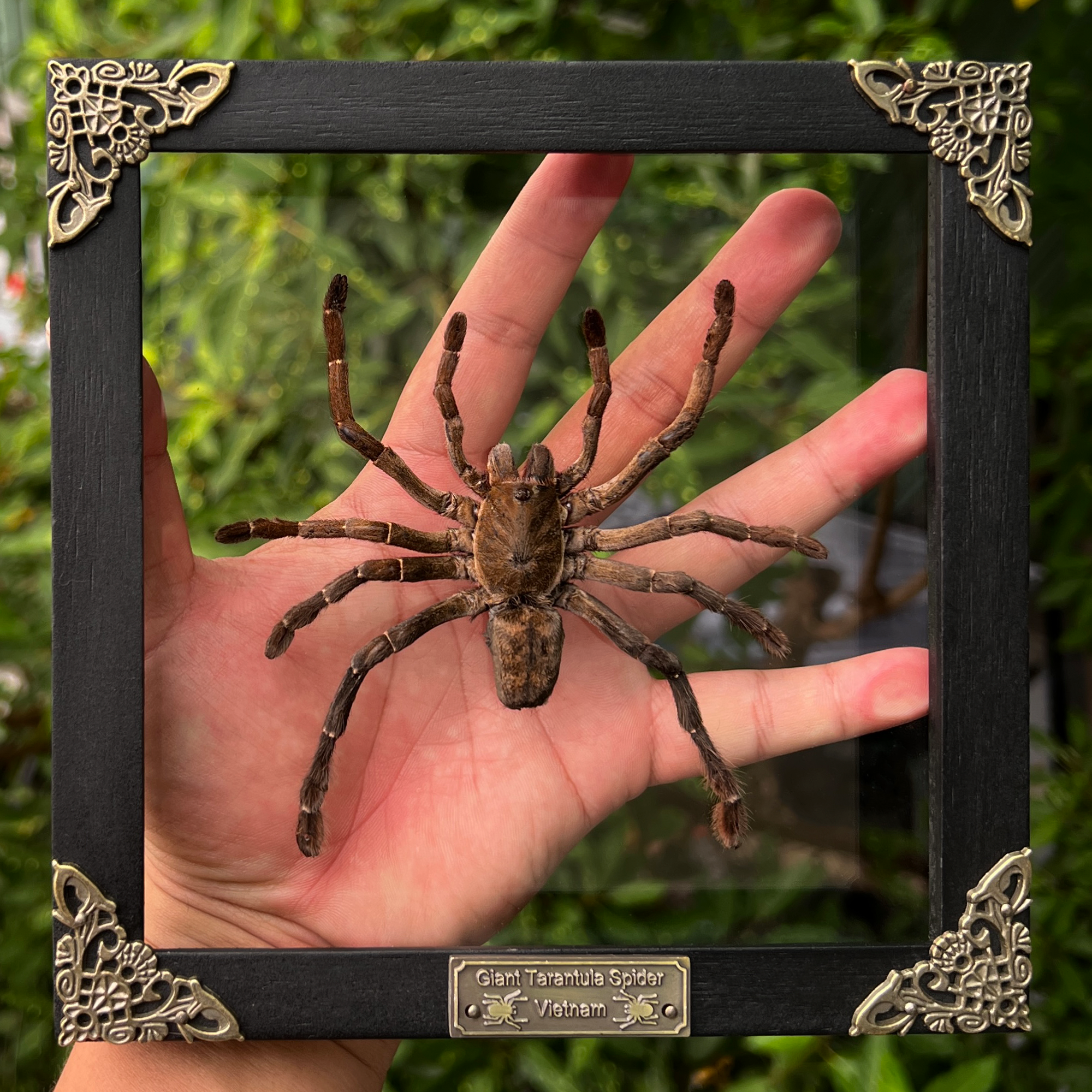 Real Giant Spider White Frame Beetle Insect Gothic Decoration Artwork Home Decor K18-56-TR