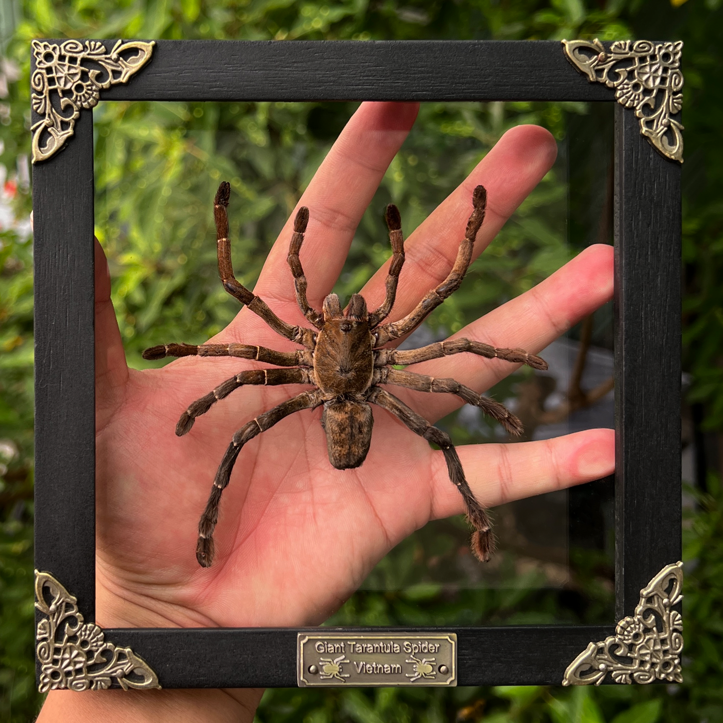 Real Giant Spider Frame Beetle Insect Gothic Decoration Artwork Home Decor