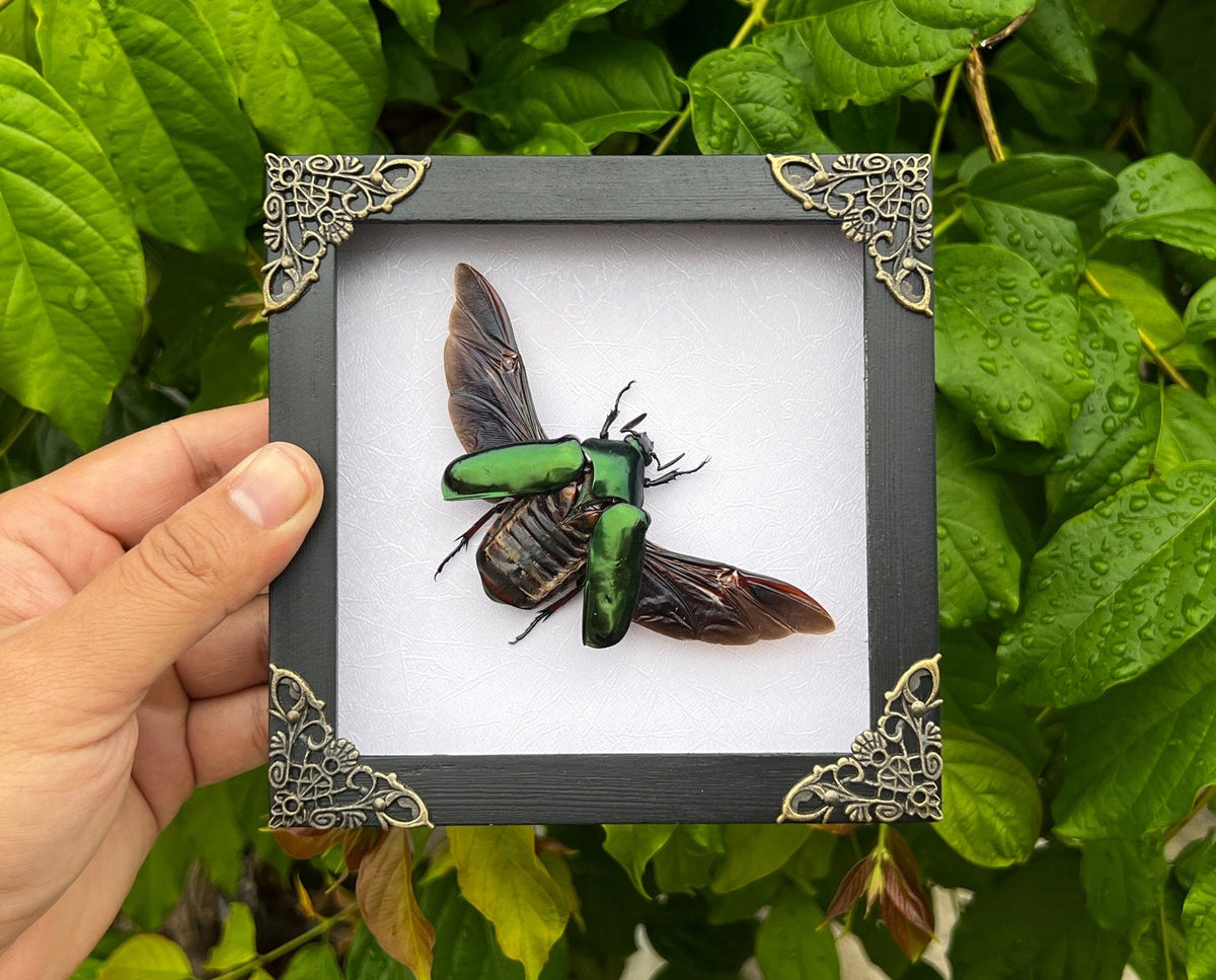 Framed Green Flower Chafer Beetle, Real Insect Bug Artwork, Gothic Home Decor and Oddities Wall Display