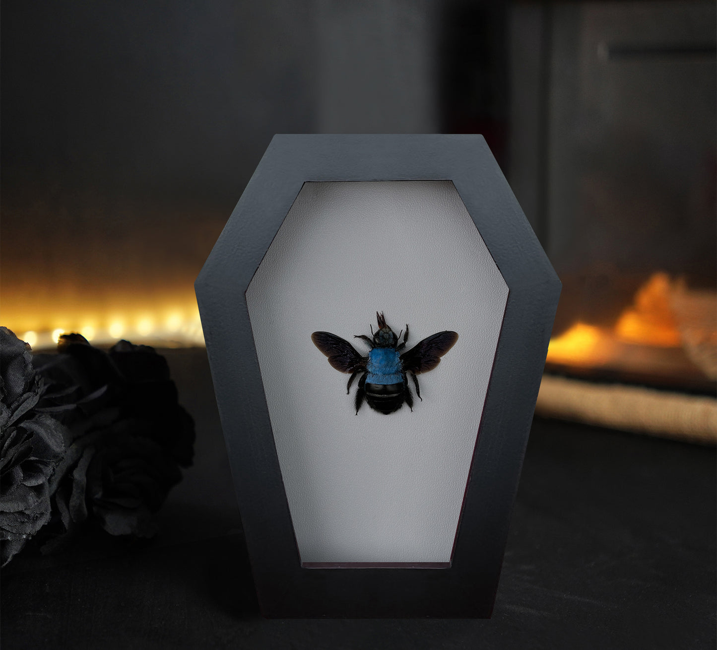Real Blue Carpenter Bee in Coffin Framed, Gothic Home Decor, Dried Insect Bug Taxidermy Display
