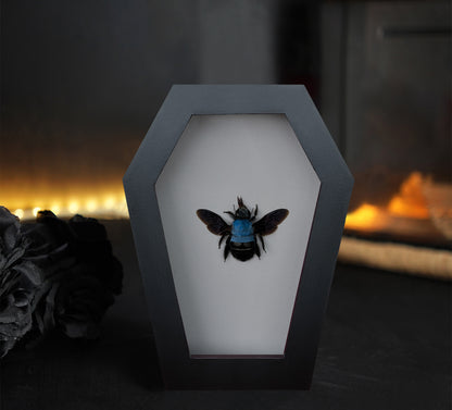 Real Blue Carpenter Bee in Coffin Framed, Gothic Home Decor, Dried Insect Bug Taxidermy Display