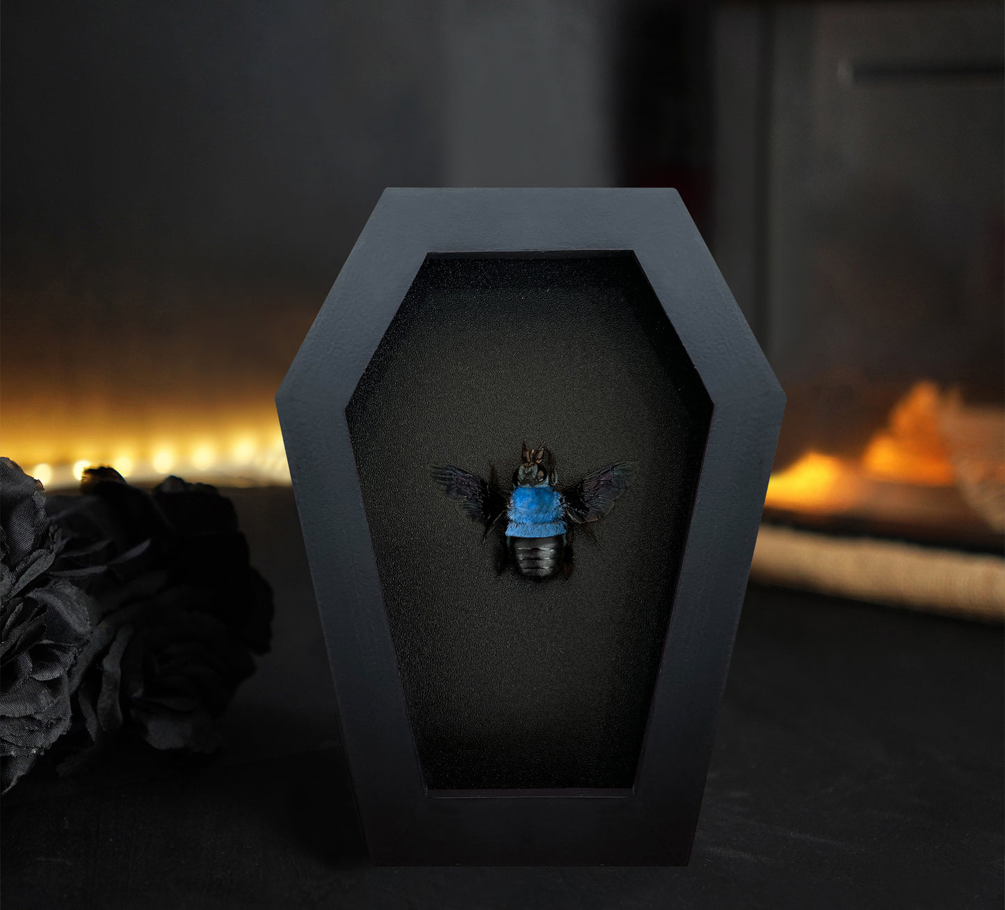 Real Blue Carpenter Bee in Coffin Framed, Gothic Home Decor, Dried Insect Bug Taxidermy Display