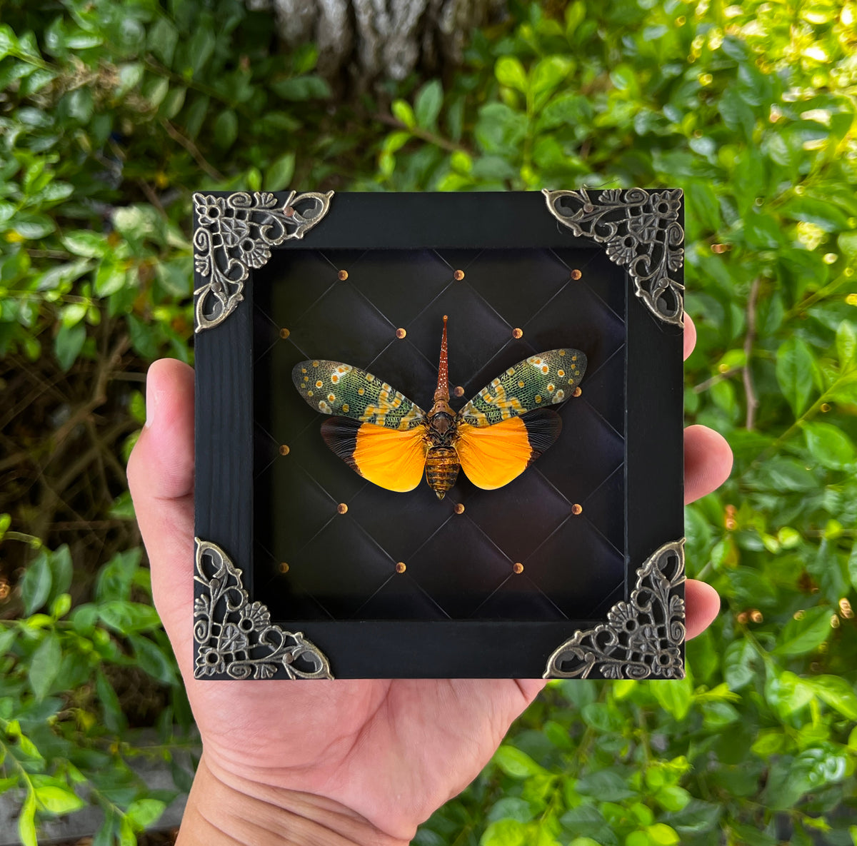 Real Framed Yellow Lanternfly Beetle White Wooden Specimen Oddities K12-55-DE
