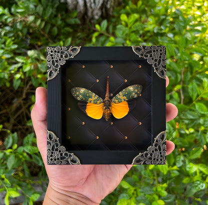 Real Framed Yellow Lanternfly Beetle White Wooden Specimen Oddities K12-55-DE