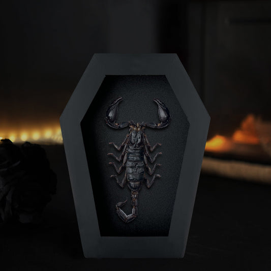 Real Scorpion in Coffin Framed, Insect Bug Taxidermy Collection, Halloween Gothic Art Display