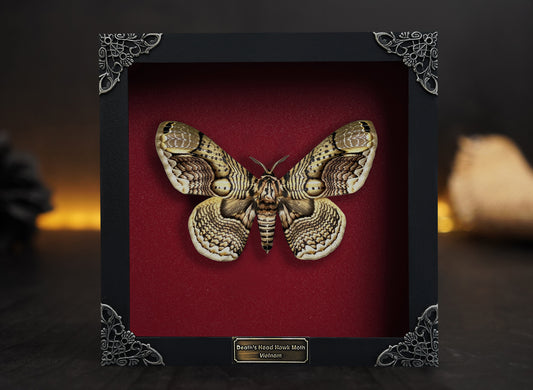 Real Brahmaeidae Moth Wooden Frame Dried Insect Specimens K18-03-DE