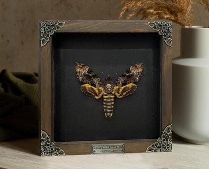Real Death Head Moth in Wooden Framed, Moth Taxidermy, Gothic Home Decor, Insect Bug Specimen Collection