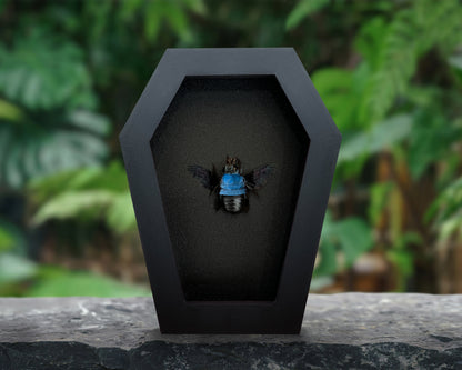 Real Blue Carpenter Bee in Coffin Framed, Gothic Home Decor, Dried Insect Bug Taxidermy Display