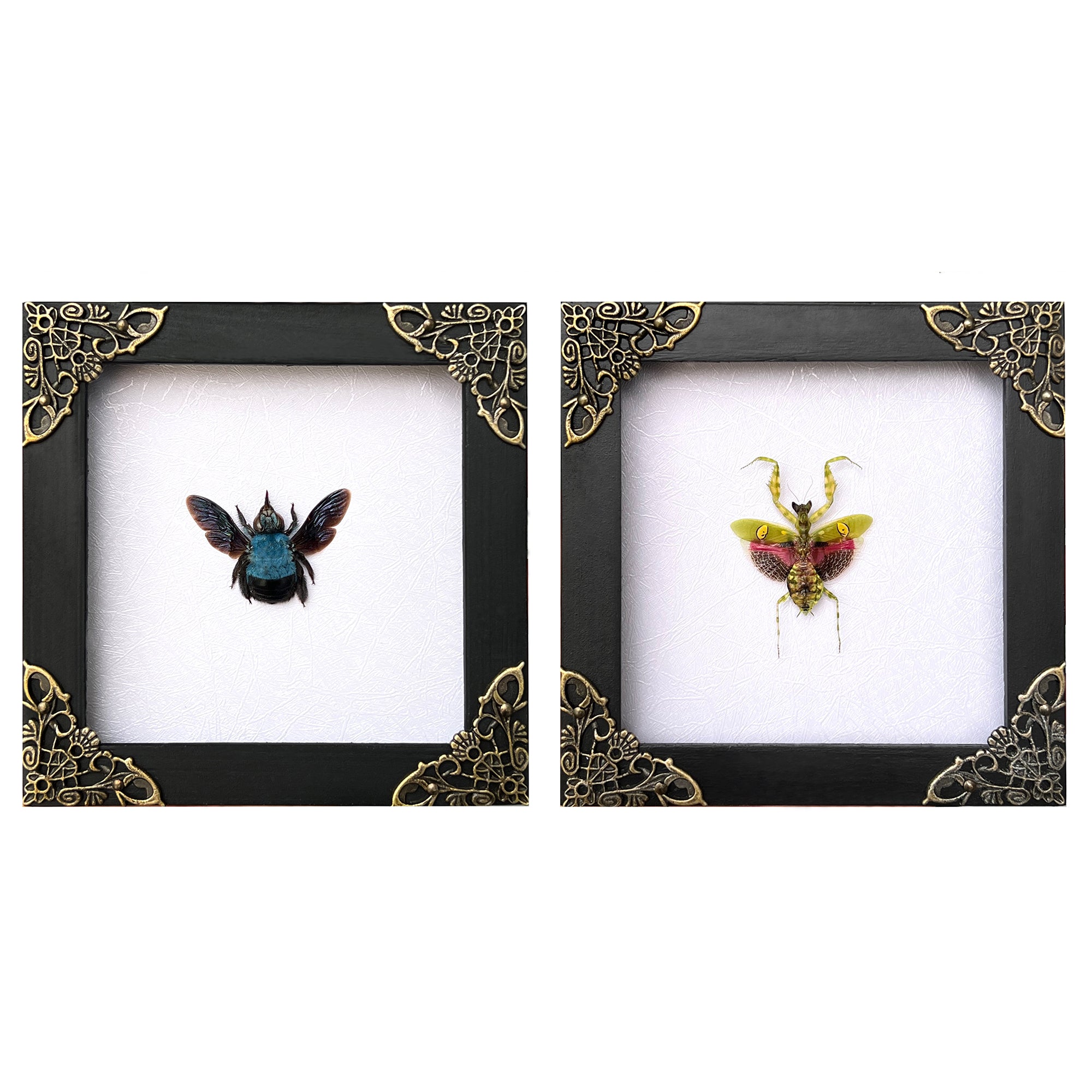 2 Real Blue Bee Green Mantis Frames Dead Insect Dried Bug Shadow Box Wood Oddity Framed Taxidermy Collectables Specimen Decoration Reading Tabletop Wall Art Home Decor Living Gallery