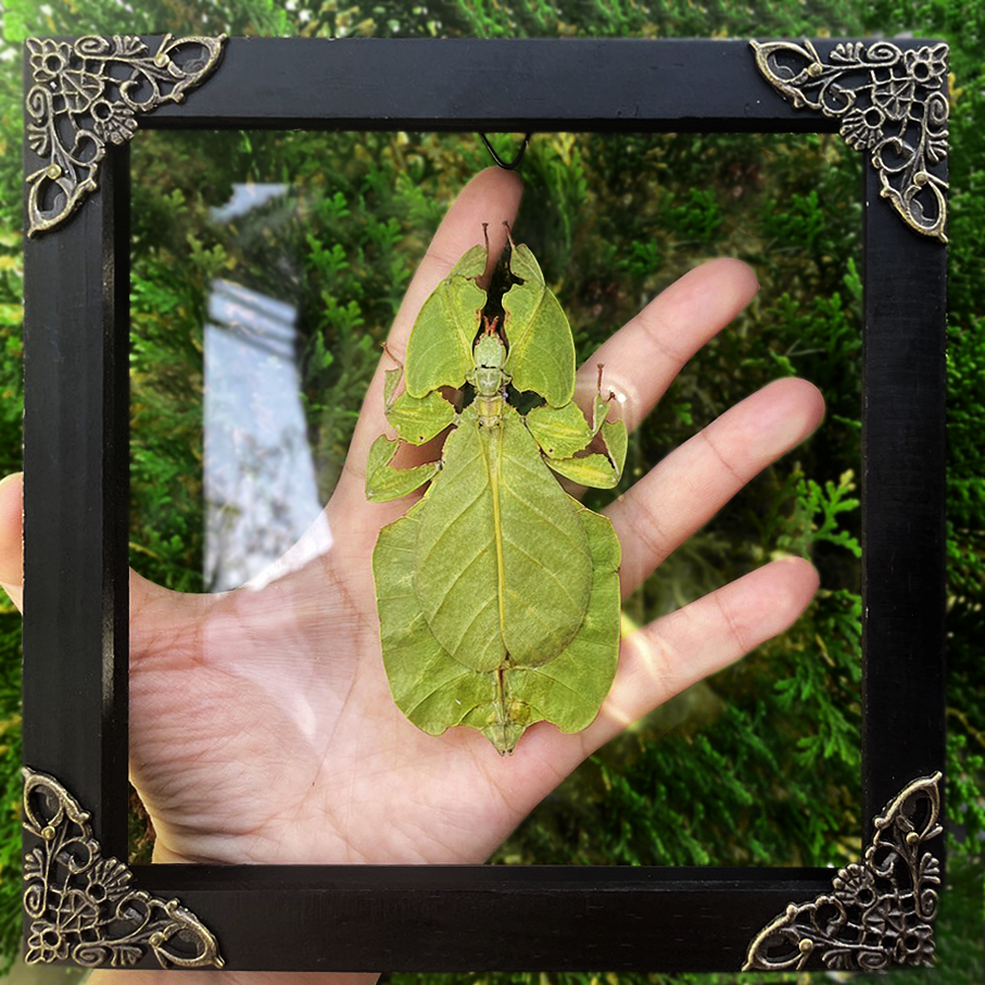 Real Framed Walking Leaf Beetle Shadow Box Bug Insect Entomology Specimen Taxidermy K16-72-KINH