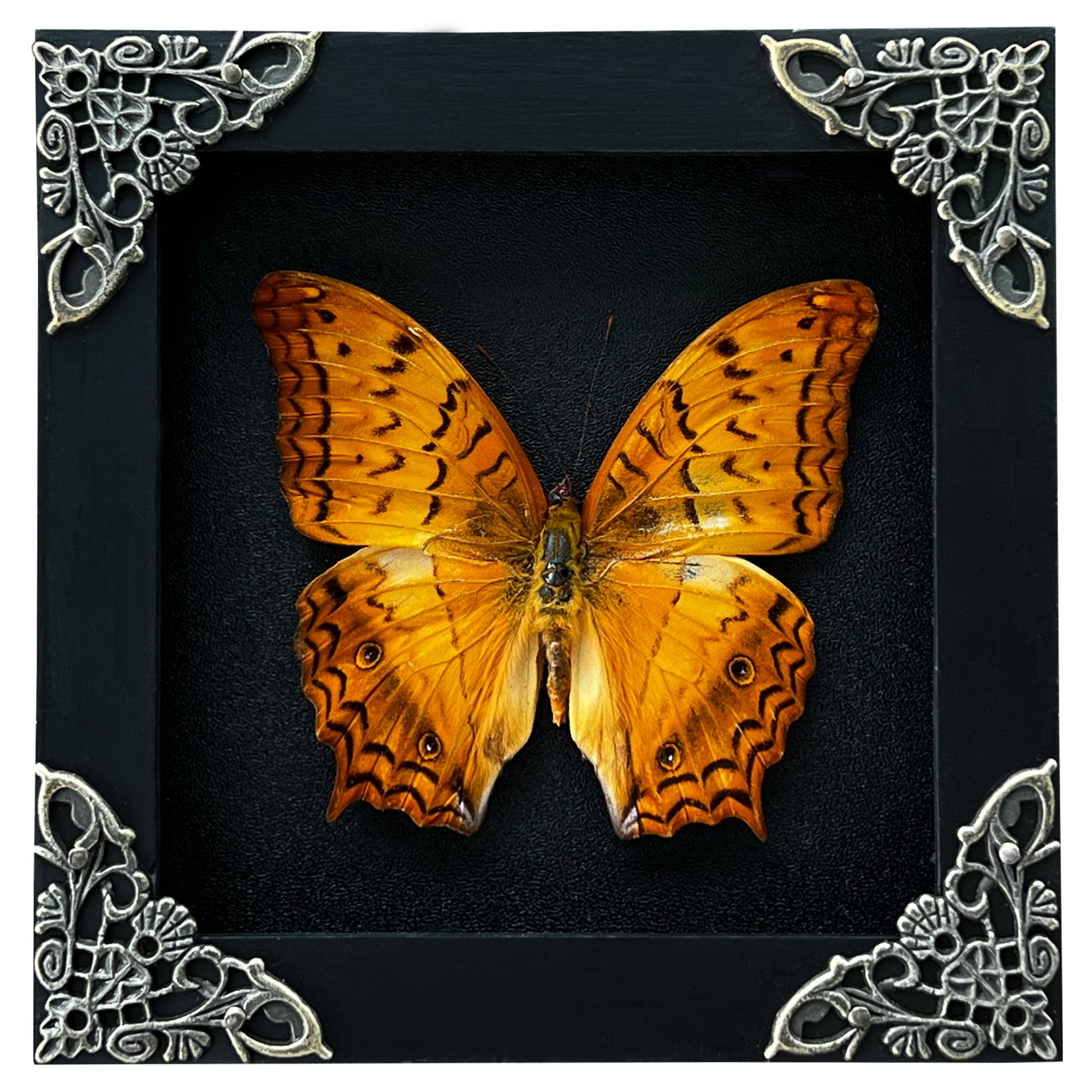 Real Orange Butterfly Black Frame Dead Insect Dried Bug Lover K12-31-DE