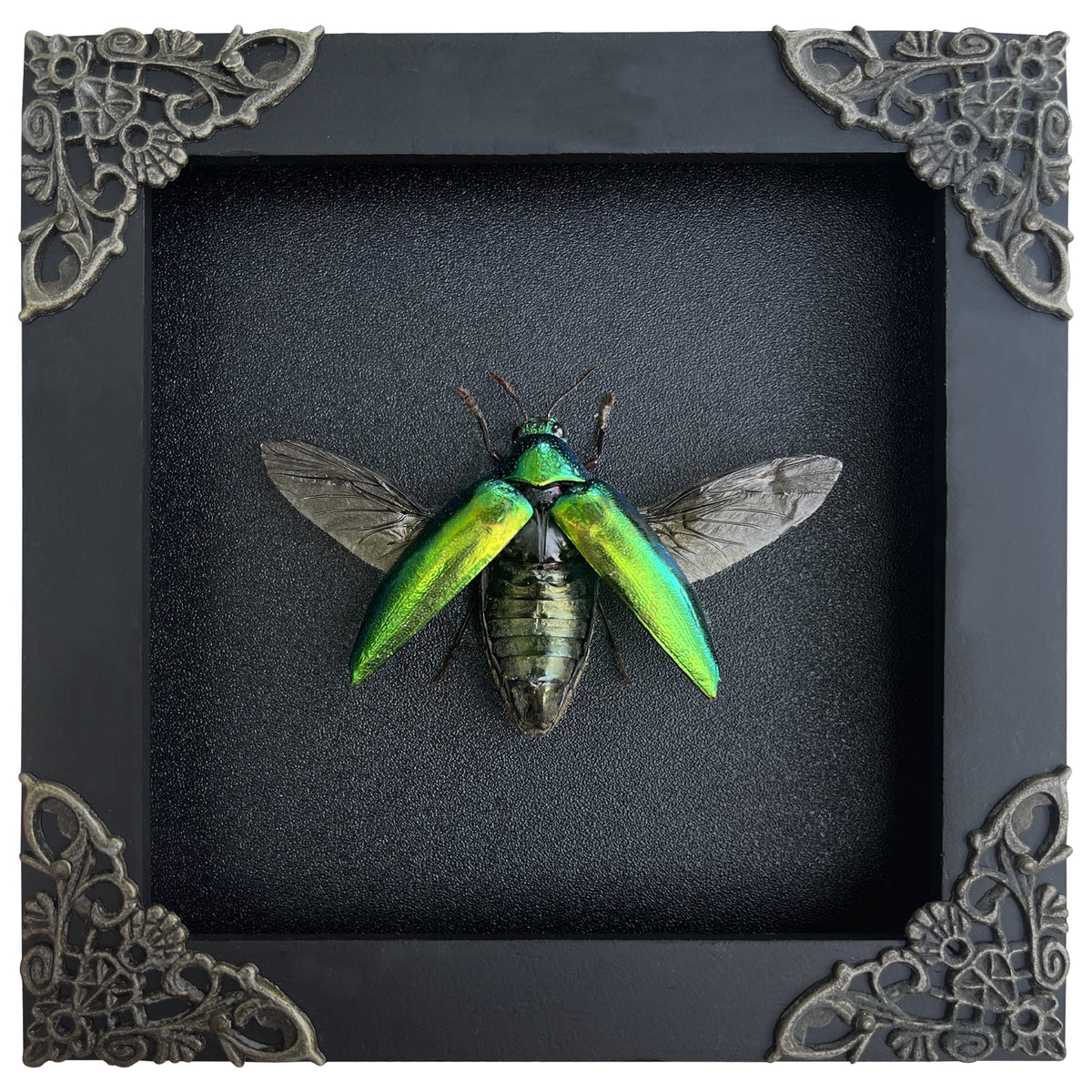 Real Framed Green Jewel Beetle Black Frame Dead Insect Dried Bug K12-98-TR