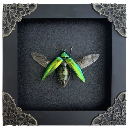 Real Framed Green Jewel Beetle Black Frame Dead Insect Dried Bug K12-98-TR
