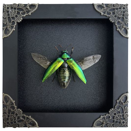 Real Framed Green Jewel Beetle Black Frame Dead Insect Dried Bug K12-98-TR
