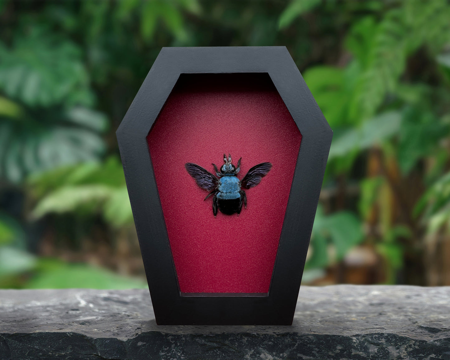 Real Blue Carpenter Bee in Coffin Framed, Gothic Home Decor, Dried Insect Bug Taxidermy Display