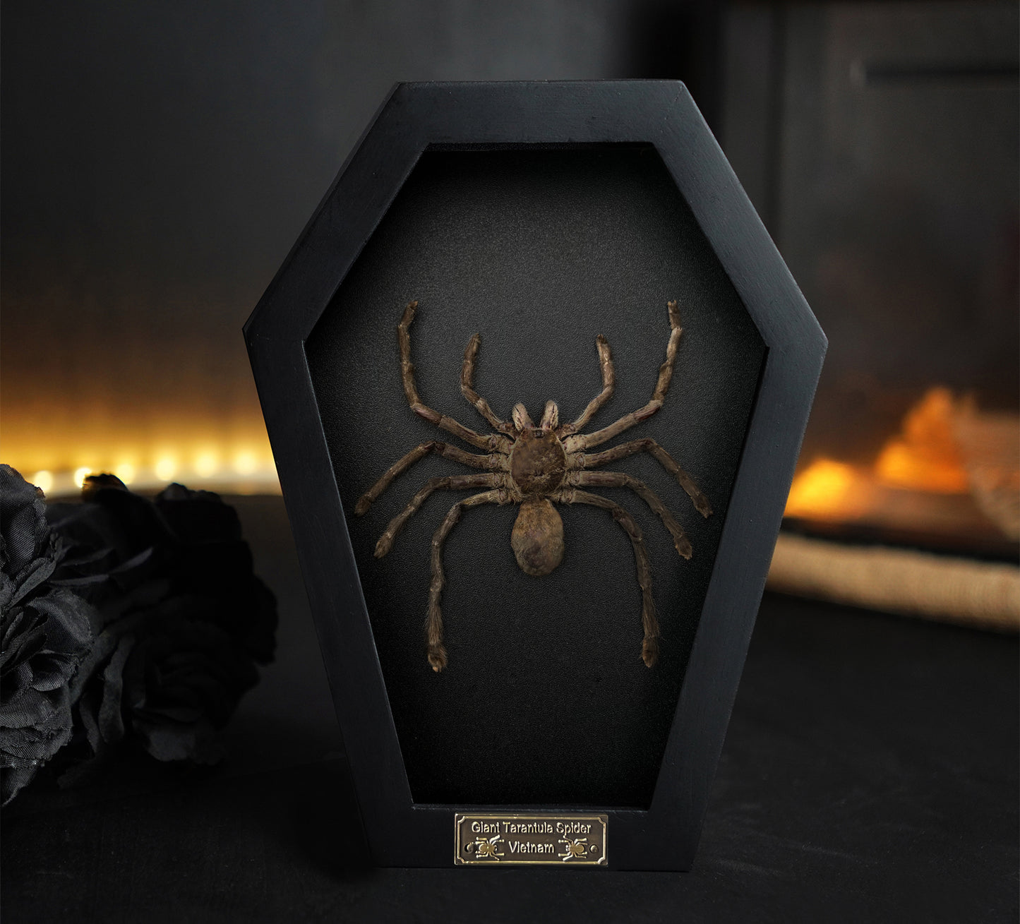 Gothic Halloween Decor, Tarantula Spider Bird Eating Coffin Shadow Box, Insect Frame, Oddities Curiosities Home Decor