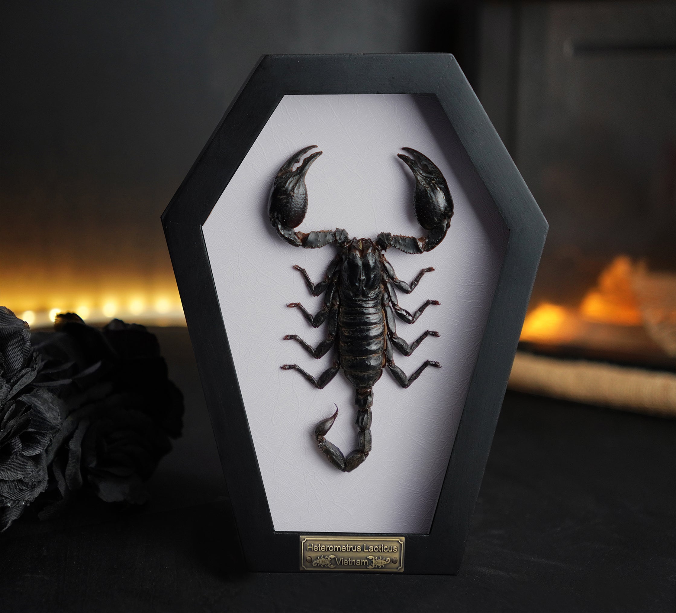 Gothic Decor Real Scorpion in Coffin Frame Curiosities And Oddities