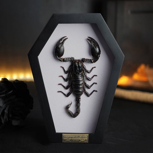 Real Scorpion in Coffin Frame 7" Bug Taxidermy Curiosities Oddities Gothic Halloween Decor
