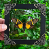 Real Framed Yellow Wings Butterfly Cicada Black Frame Gothic Home Decor K12-80-DE