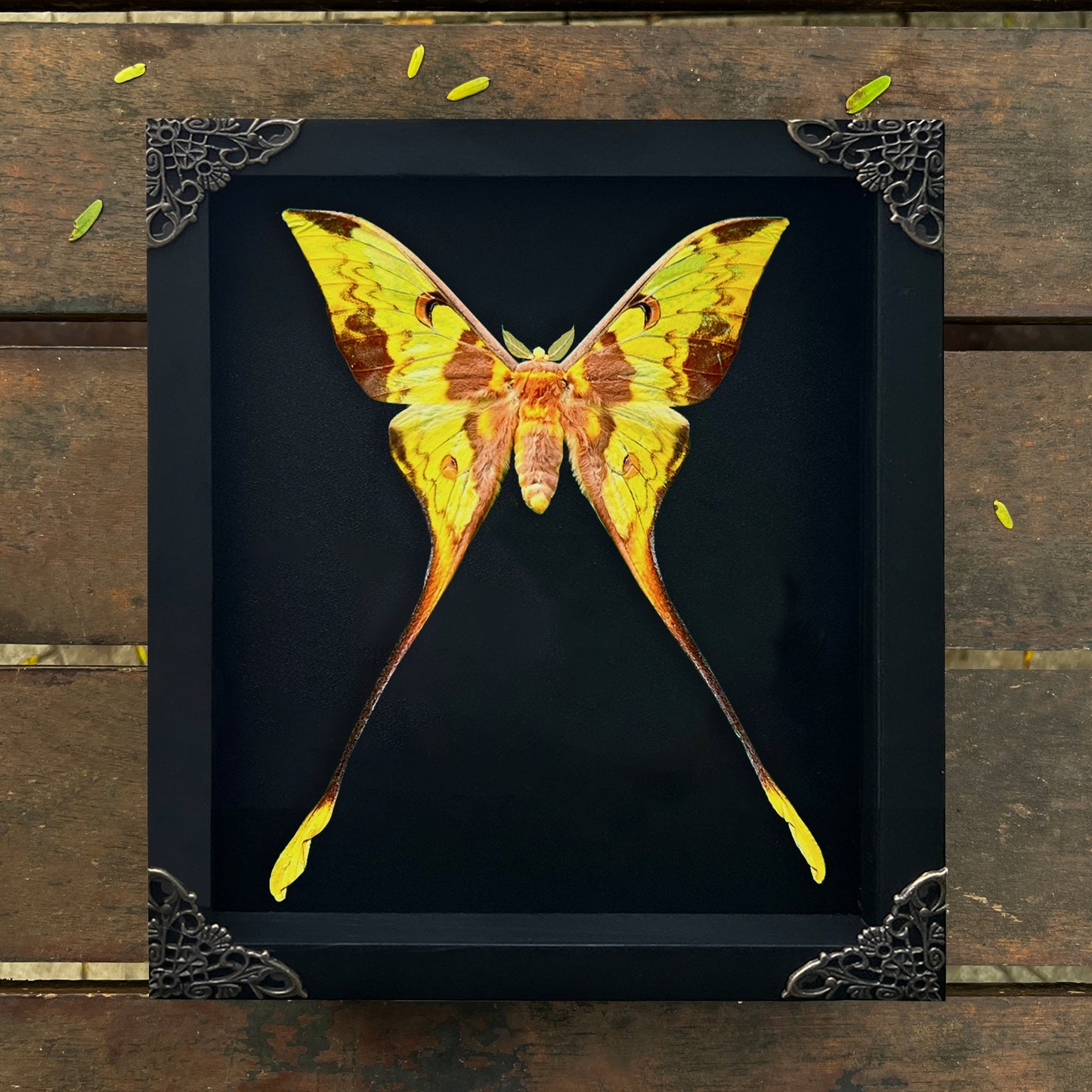 Real Comet Moth Specimen, Gothic Moon Moth Wall Art, Taxidermy Shadow Box, Victorian Goth Home Decor, Astronomy Gift