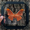 Real Framed Orange Butterfly Moth Insect Black Shadow Box Dried Bug Unique Entomology K18-32-DE