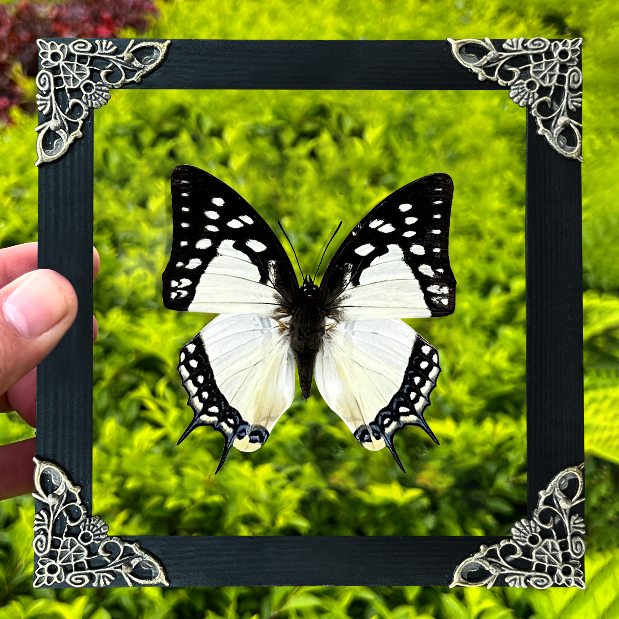 Real Butterfly Polyura Wooden Glass Frame Dried Insect Specimens Taxidermy K14-04-KINH