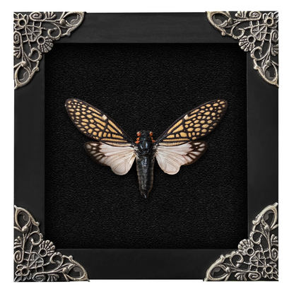Real Framed Cicada Tailanga White Wooden Specimen Oddities K12-63-DE