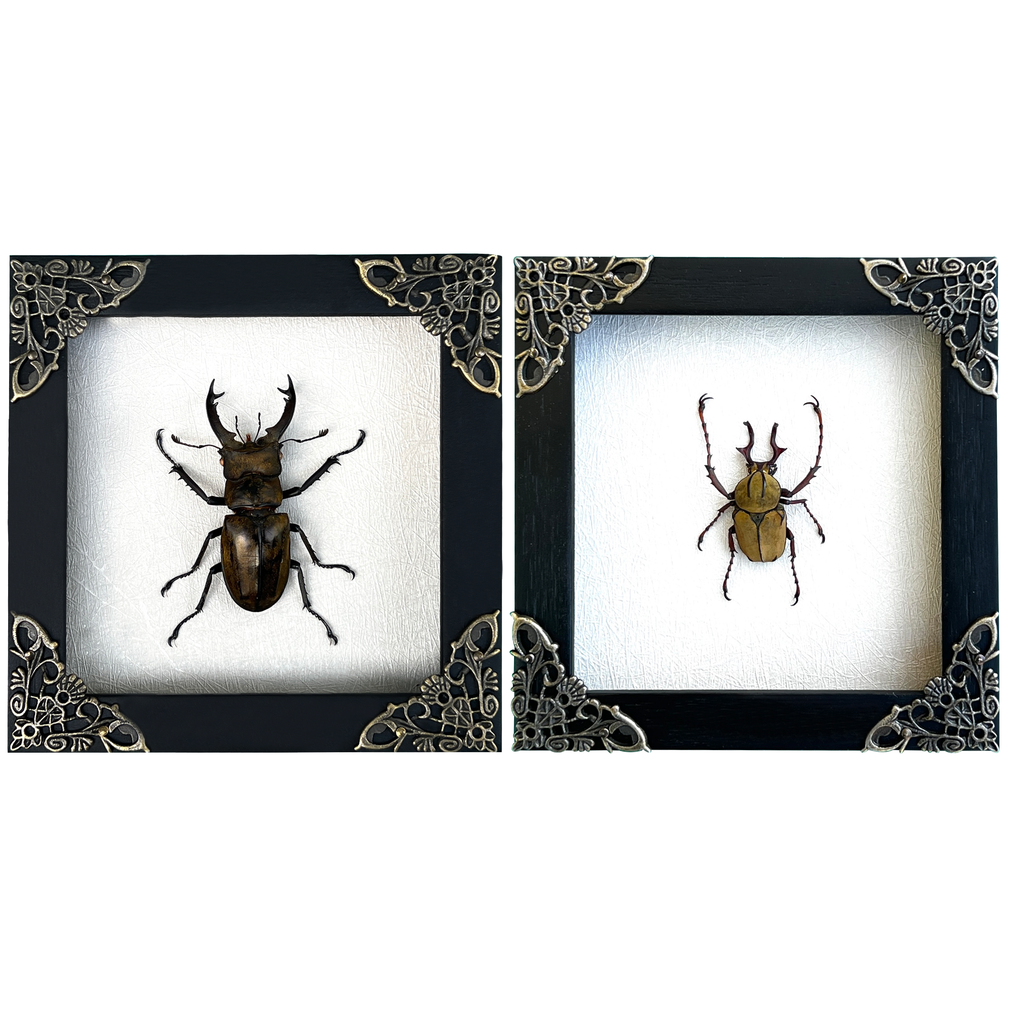 2 Real Framed Beetles Handmade Shadow Box Gallery Bedroom K12-52TR57TR