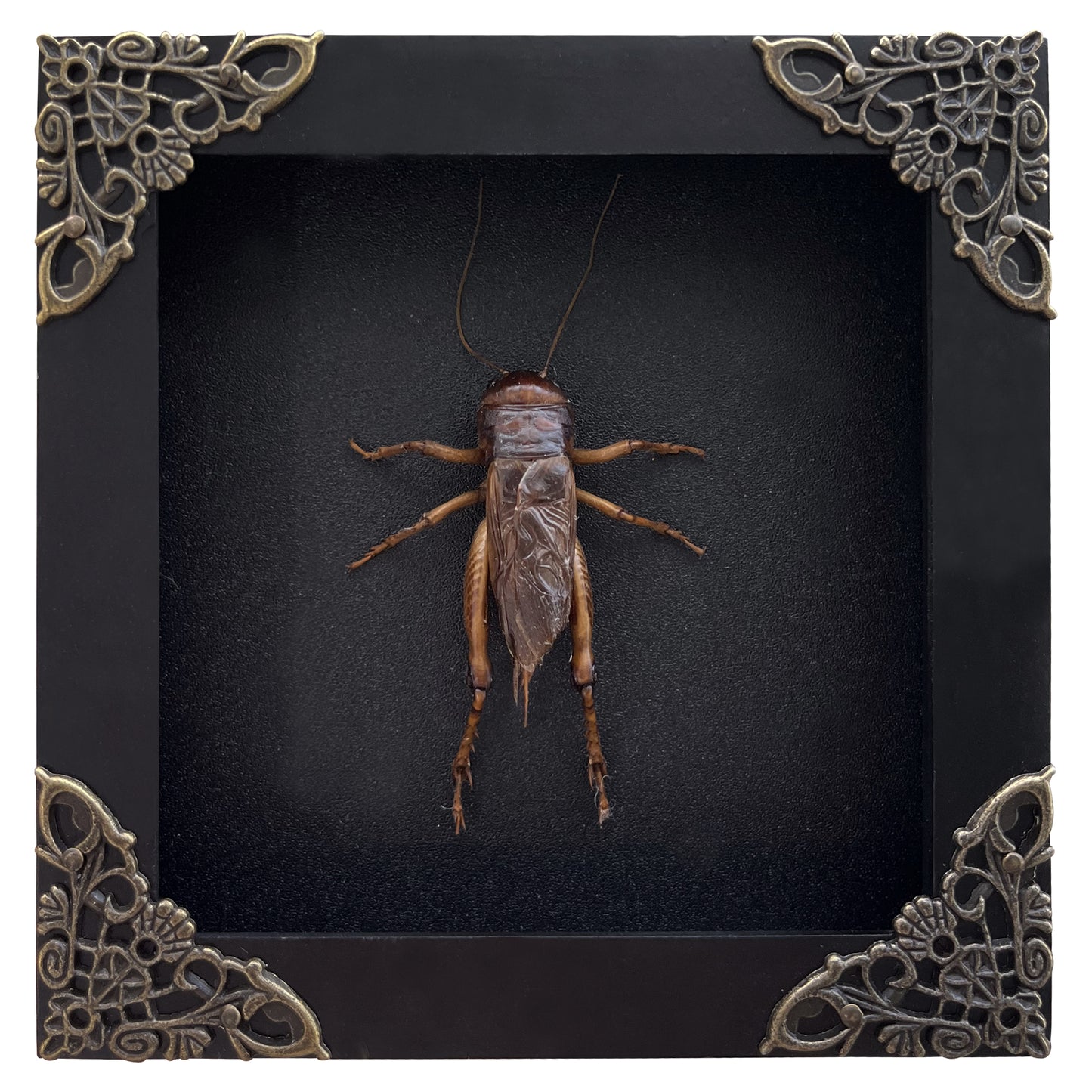 Real Framed Giant Cricket Bug Taxidermy Black Frame Dead Insect Dried Bug K12-89-TR