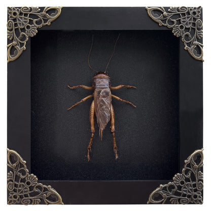 Real Framed Giant Cricket Bug Taxidermy Black Frame Dead Insect Dried Bug K12-89-TR