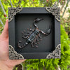 Taxidermy Scorpion & Butterfly Framed Crystal Display Shelf for Insect Gothic Decor K12-51DE10KINH