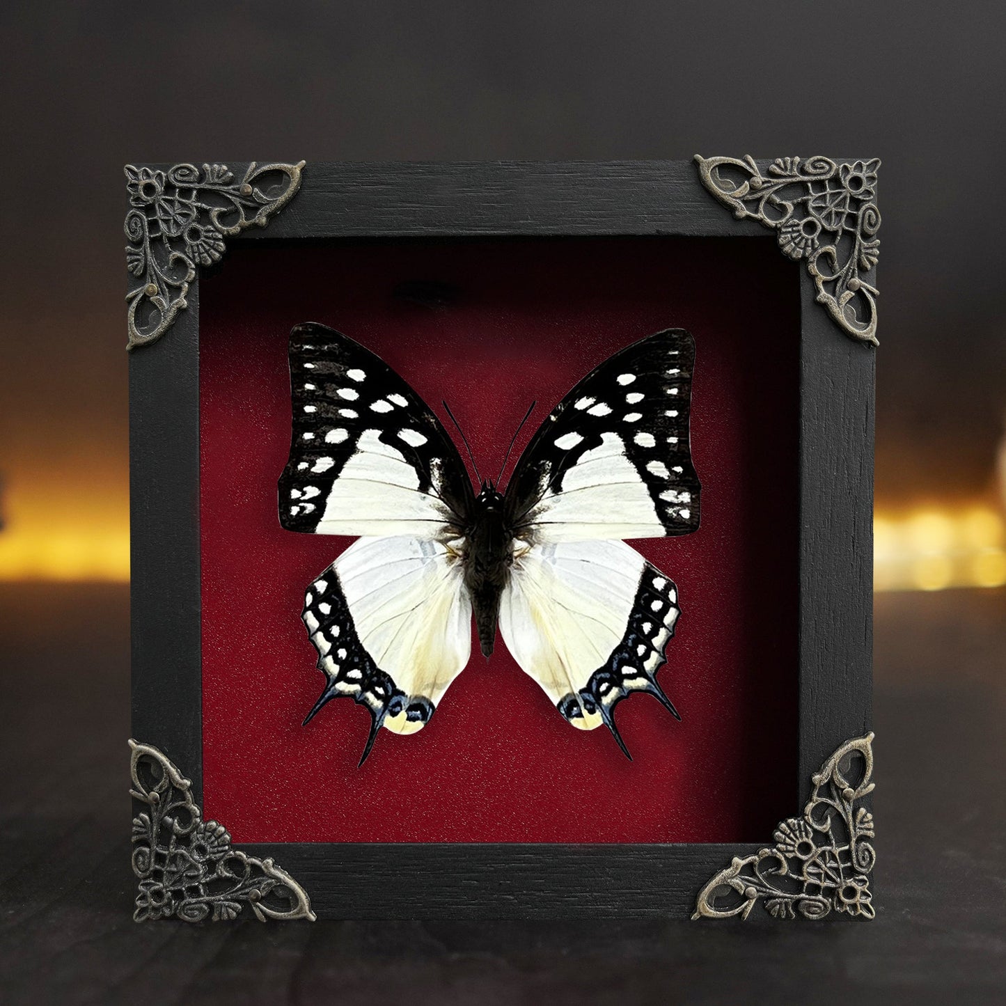Black White Butterfly, Great Nawab Specimen, Handmade Shadow Box, Insect Frame Wall Art Decor