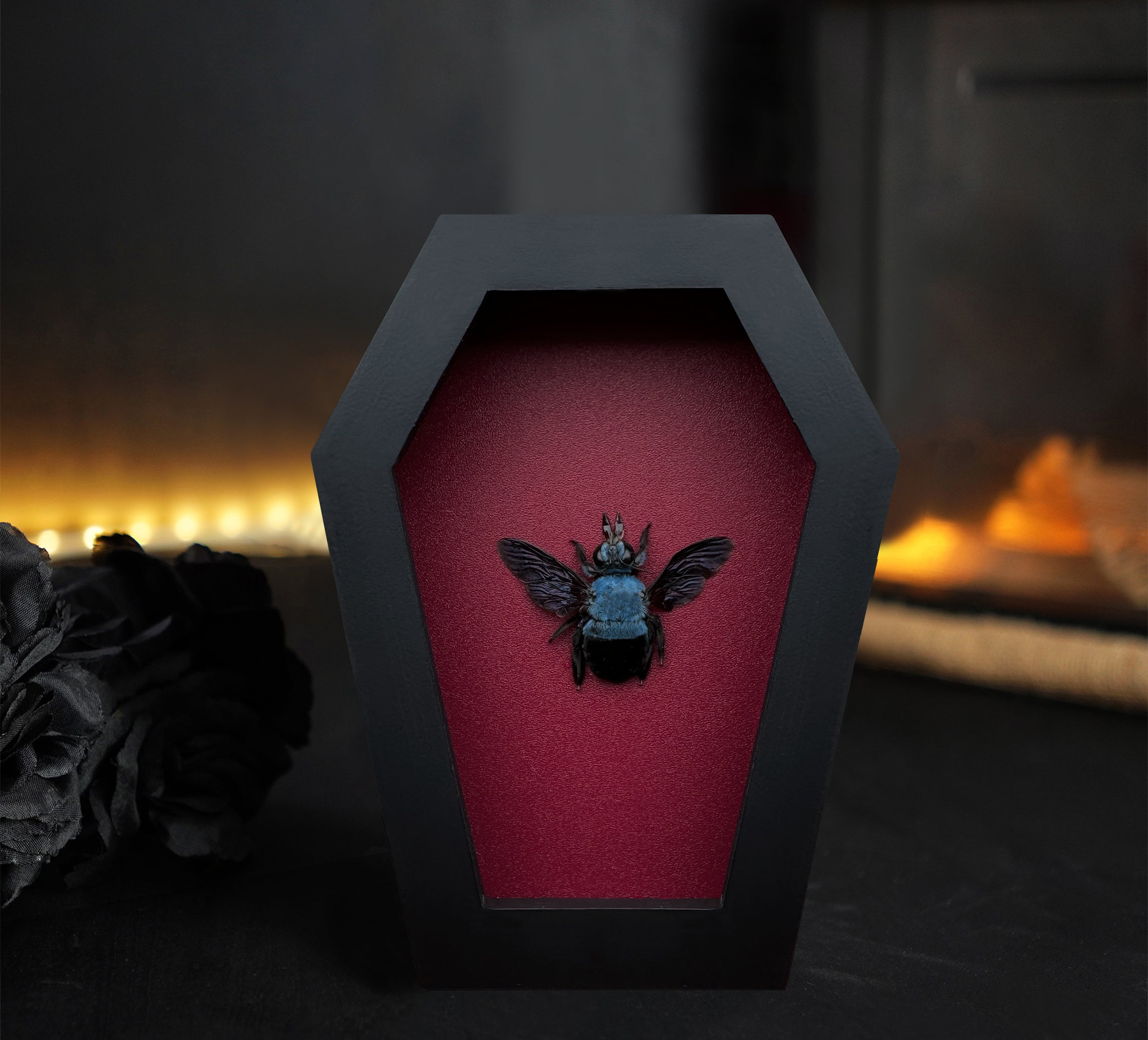 Real Blue Carpenter Bee in Coffin Framed Gothic Decor