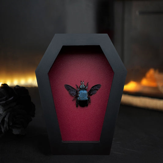 Real Blue Carpenter Bee in Coffin Framed, Gothic Home Decor, Dried Insect Bug Taxidermy Display