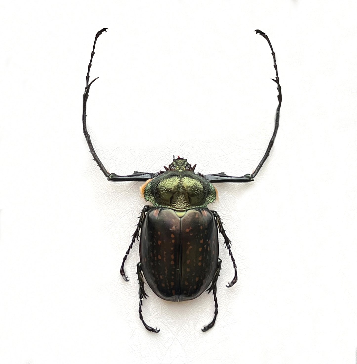 Real Long-armed Scarab Beetle Specimen, Insect Bug Taxidermy, Insect Entomology Display, Décor