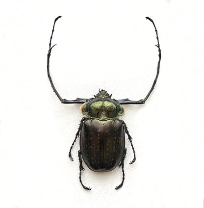 Real Long-armed Scarab Beetle Specimen, Insect Bug Taxidermy, Insect Entomology Display, Décor