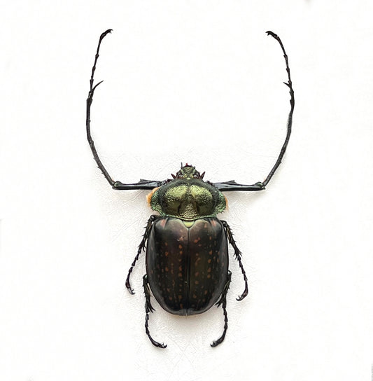 Real Long-armed Scarab Beetle Specimen, Insect Bug Taxidermy, Insect Entomology Display, Décor