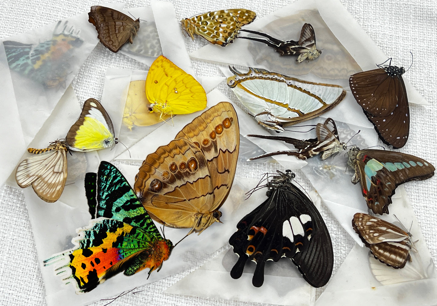 10 Random Of Real Butterfly Open Wings Entomology Oddity Scientific Lover Insect Office Desk Art Artwork Display UM-01-NEW (Copy)
