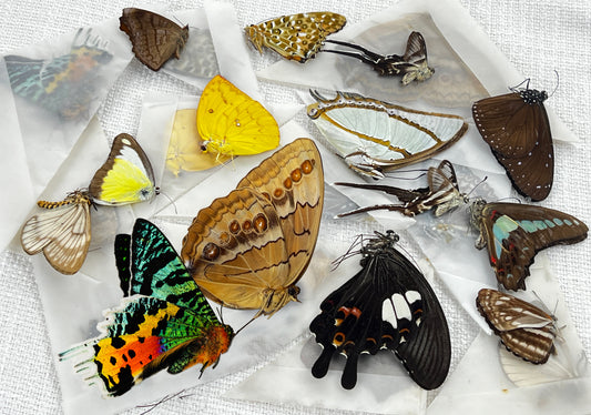 10 Random Of Real Butterfly Mounted Preserved Entomology Oddity Scientific Lover Insect Office Desk Art Artwork Display UM-01-NEW