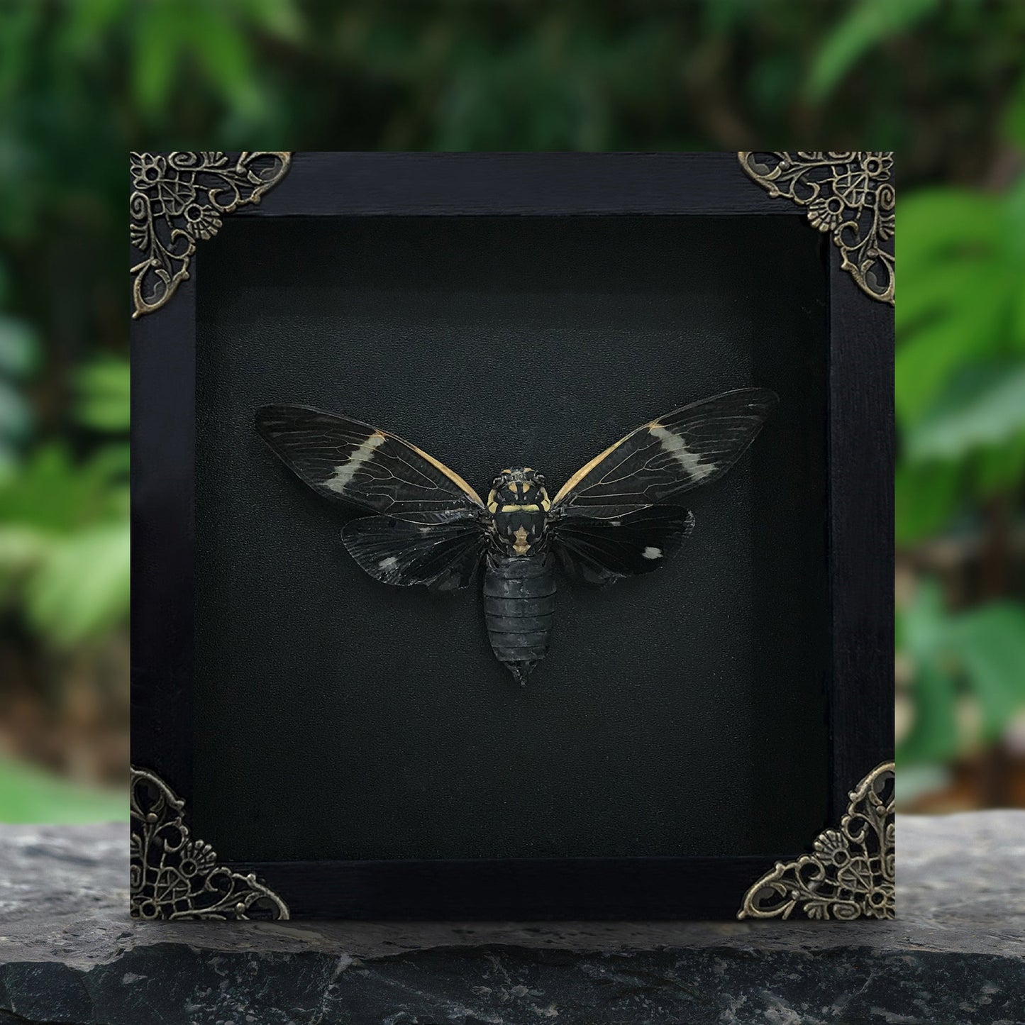 Real Black Cicada Framed Wall Art, Taxidermy Insect Specimen, Gothic Insect Decor, Oddities Display - Formotosena montivaga