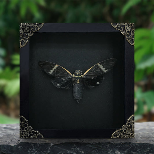 Real Black Cicada Framed Wall Art, Taxidermy Insect Specimen, Gothic Insect Decor, Oddities Display - Formotosena montivaga
